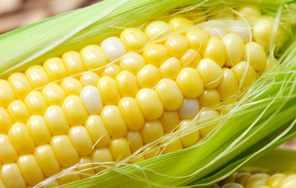China approves genetically-modified corn and soybeans for sale
